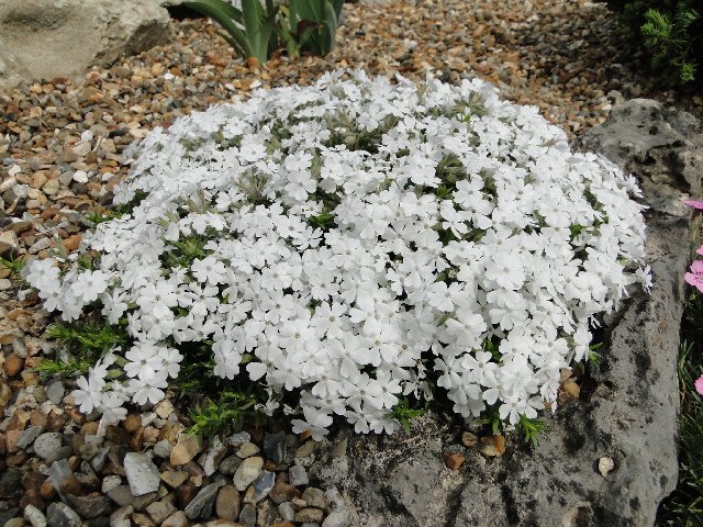 Phlox douglasii 
